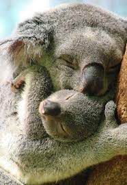 pin von barbara bieber auf koala tiere ausgestopftes tier wilde tiere