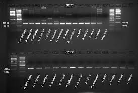 Image result for Danthoniopsis dinteri