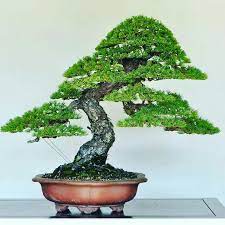 Pin By Jazzybamboo On Bonsai Insp Bonsai Tree Bonsai Tree Types Bonsai Trees For Sale