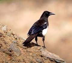 The eurasian magpie, for instance, is thought to rank among the world's smartest creatures. Protecting The Asir Magpie Aramco
