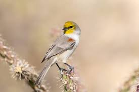 Image result for Burttia prunoides