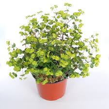 Image result for Euphorbia lividiflora