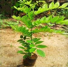 Image result for Dalbergia