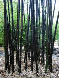 Black stemmed bamboo grows in galvanized containers creating a living sculpture on a rooftop terrace garden. 46 Black Bamboo Ideas Black Bamboo Bamboo Bamboo Garden