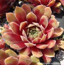 Sempervivum Rhubarb Crumble Sukkulenten Sempervivum Garten