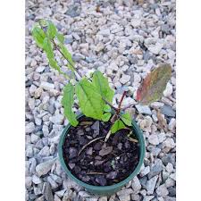 Image result for Sherbournia bignoniiflora