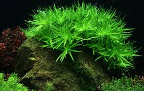 The Aquatic Plant Society Heteranthera Zosterifolia Stargrass Fast Growing Planted Aquarium Live Aquarium Plants Aquatic Plants