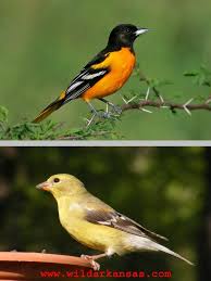 Birds That Look Like Baltimore Orioles Baltimore Oriole Icterus Galbula Baltimore Orioles Birds Baltimore Orioles Oriole Bird