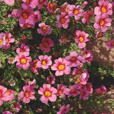 Image result for Jamesbrittenia albobadia