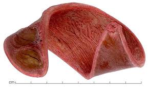 Image result for Isoberlinia