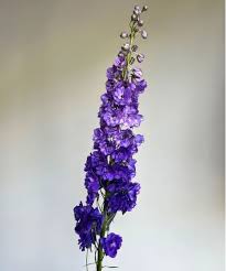 Image result for Delphinium