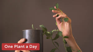 Image result for Ceropegia crassifolia