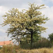 Image result for Acacia robusta