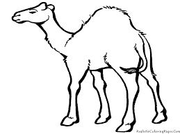 The flashcards also come with a great desert background which can be used to show how the animals live in their natural habitat. Desert Animals Drawing With Names Novocom Top