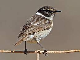Maybe you would like to learn more about one of these? Kanarenschmatzer Ebird