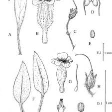 Image result for Anticharis senegalensis