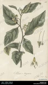 Image result for Solanum anguivi