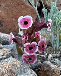 Image result for Disperis macowanii