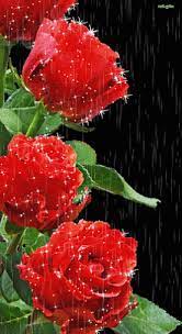 Www Fabulouswallpaper Com Free Animated Gifs Download Beautiful Flowers Animated Gifs Images Pictures Animated Flowers Roses Gif Flower Animation