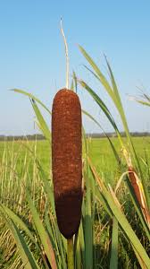 Image result for Typhaceae