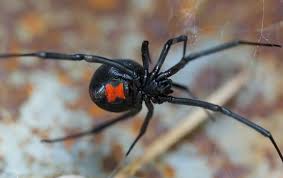 Outside your home, black widows usually make their homes in woodpiles or in small holes in your yard. Lincoln Ca Property Owners Secret To Effective Black Widow Control