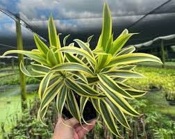 Image result for Dracaena camerooniana