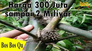 #sains #bambupethuk #bambusungsangvideo ini sengaja saya buat untuk bertanya tentang ada tidak bambu pethuk asli? Fakta Bambu Petuk Harga 300 Juta Hingga 2 Miliyar Jika Dijual Diluar Negeri Youtube