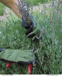 Check spelling or type a new query. Pruning Lavender Sage And Other Subshrubs