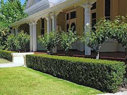 Semi Formal Small Gardens Australia Google Search Garden Hedges Garden Ideas Australia Front Yard Hedges