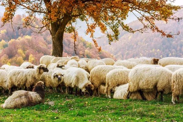Sheep romania Fotografii din stoc | Sheep romania imagini gratuite și fără  drepturi de autor | DepositPhotos