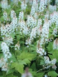 Image result for Whitfieldia thollonii