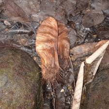 Image result for Centrolobium robustum