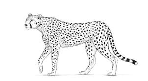 Wie Zeichnet Man Einen Gepard Design Illustration Website Entwicklung Computerspiele Und Mobile Anwendungen
