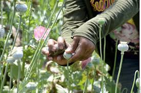 Resultado de imagen para fotos de nora velazquez de morena guerrero