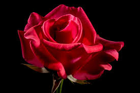 Maybe you would like to learn more about one of these? 15 Flower Names In Hindi And English Owlcation