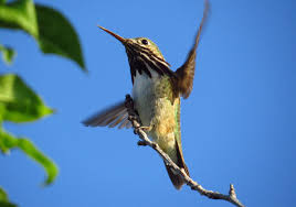 Tips For Identifying Hummingbirds Bird Watchers Digest