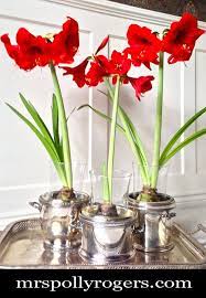Forcing Crocus Amaryllis Bulbs Indoors Mrs Polly Rogers Decorate Make Create Bulb Flowers Amaryllis Bulbs Garden Bulbs