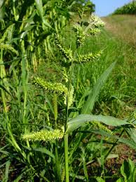 Image result for Echinochloa brevipedicellata