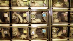 Here's what you need to know about how to watch the new series. India Must Move On Reforming Animal Welfare In Research