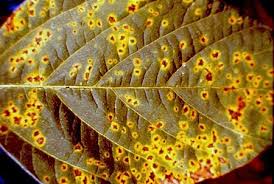 Image result for Pseudomonas syringae