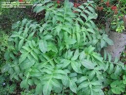 Image result for Cephalaria pungens