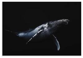 It is recognizable by its black body with a white underside and patches near each eye. Modern Whale Art Black And Whale Black White Photography On Metal Or Acrylic Beach Style Prints And Posters By Modern Crowd X693102ac Houzz