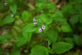 Image result for Ocimum angustifolium