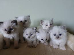 For the price of an adoption fee, you'll likely find your perfect feline match on petfinder, a community of over 11,000 shelter and rescue group members. Current Ragdoll Kittens For Sale Washington State