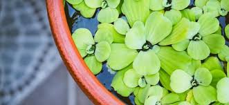 Marine biologist eileen daub discusses proper planting methods of various plants to ensure that they establish in your aquarium on that fish blog. Best Low Maintenance Floating Aquarium Plants For Your Tank