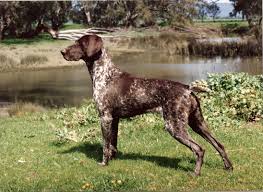 German wirehaired pointers german wirehaired pointers mi. Oakridge German Shorthaired Pointers History