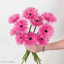 Image result for Gerbera
