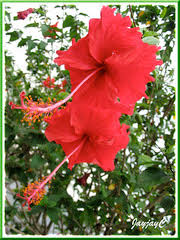 Continue to observe your pet and be sure to apply the medication as directed. Hibiscus Rosa Sinensis Tropical Hibiscus In Marvelous Colours John Jacq S Garden
