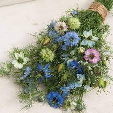 Love In A Mist Nigella Seed Johnny S Selected Seeds Flower Seeds Flower Pot Design Flower Farm