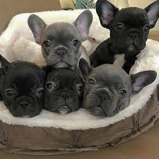 French Bulldog Puppies French Bulldog Puppies Cute Baby Animals Cute Animals